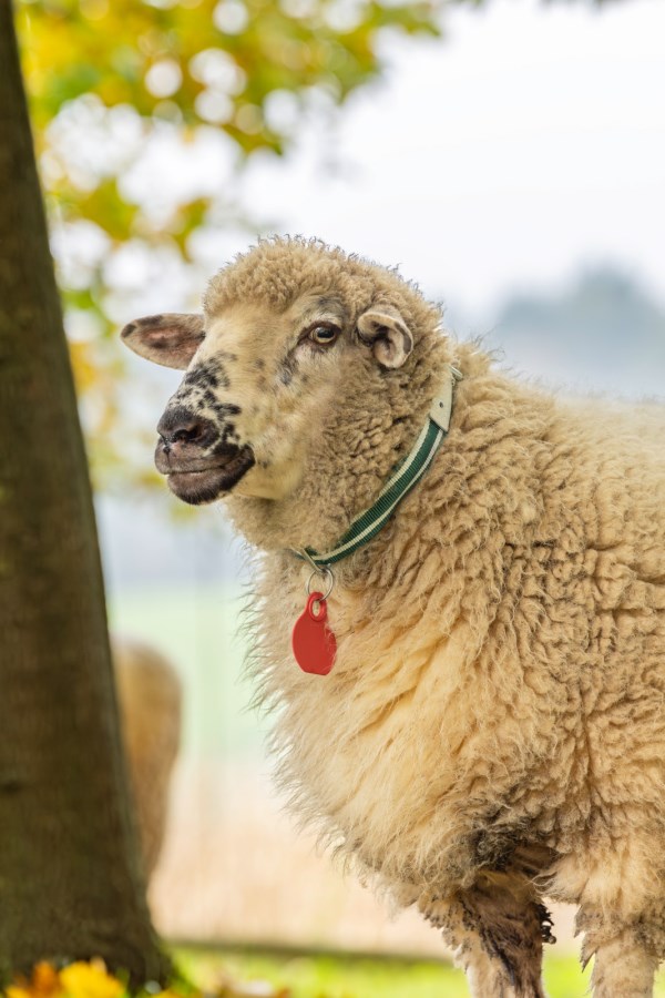 Neck Plate for Sheep,Agric  - Albert Kerbl GmbH