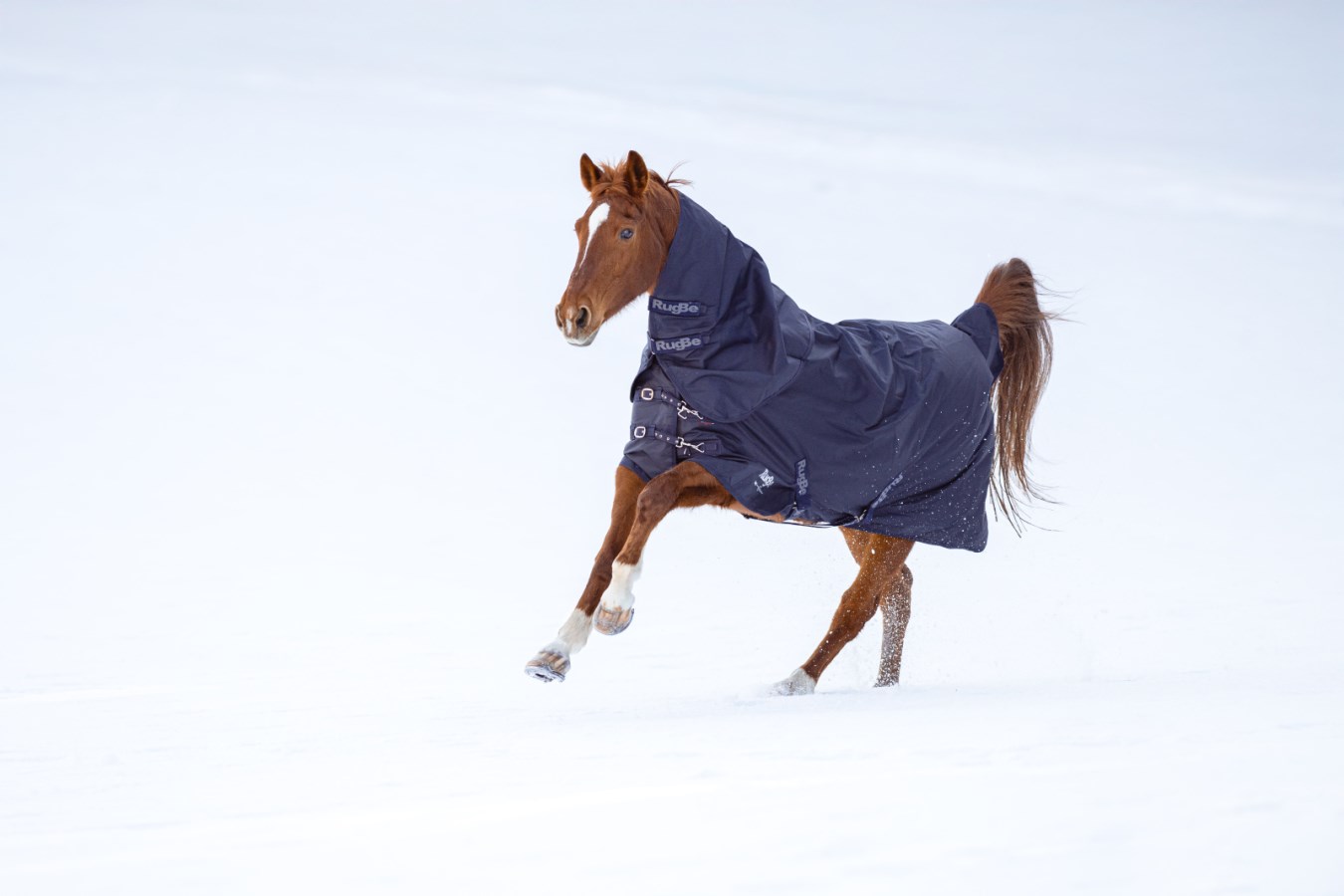Neckpiece RugBe Zero,Horse  - Albert Kerbl GmbH