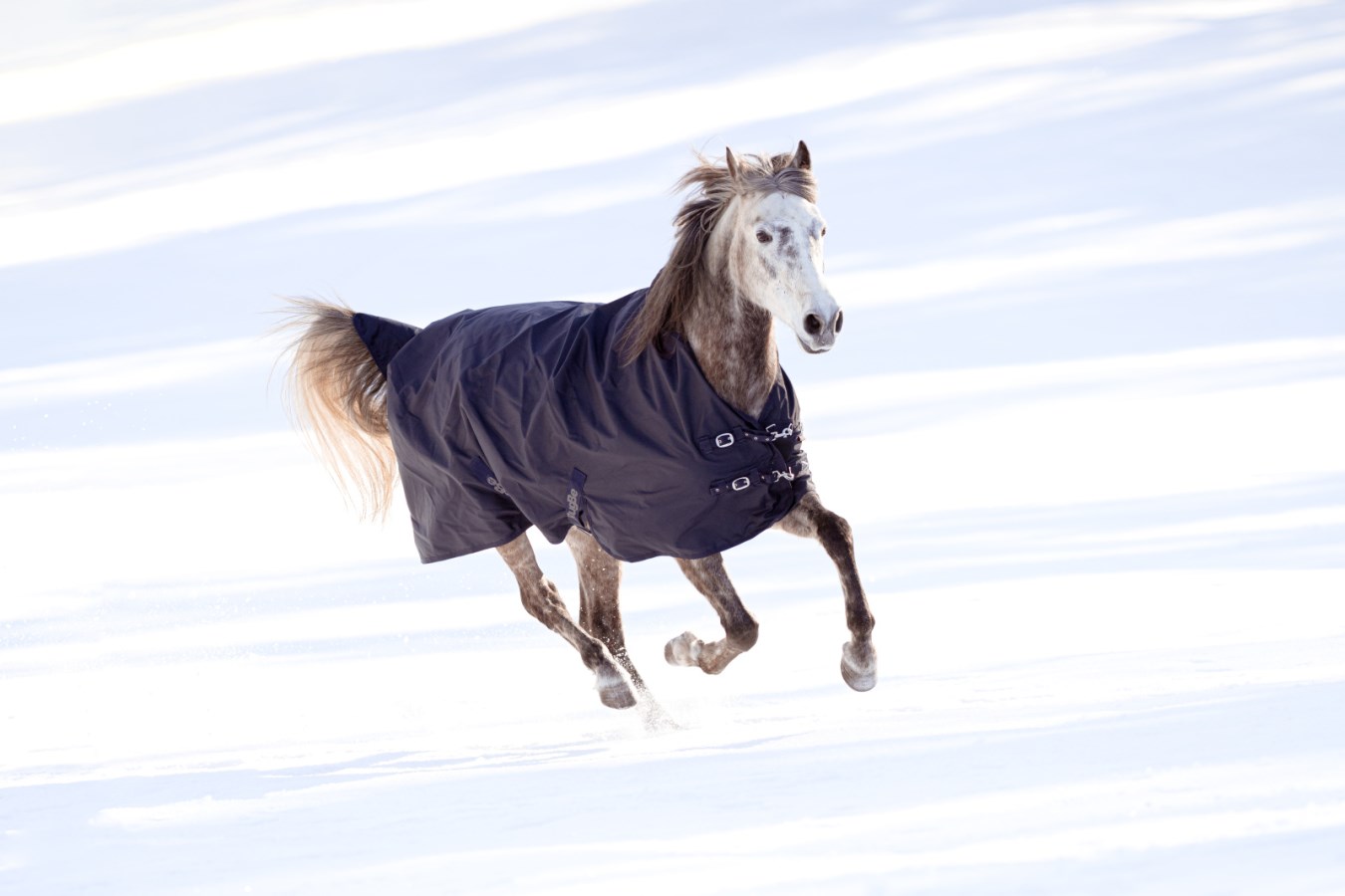 Outdoor Horse Blanket RugB  - Albert Kerbl GmbH