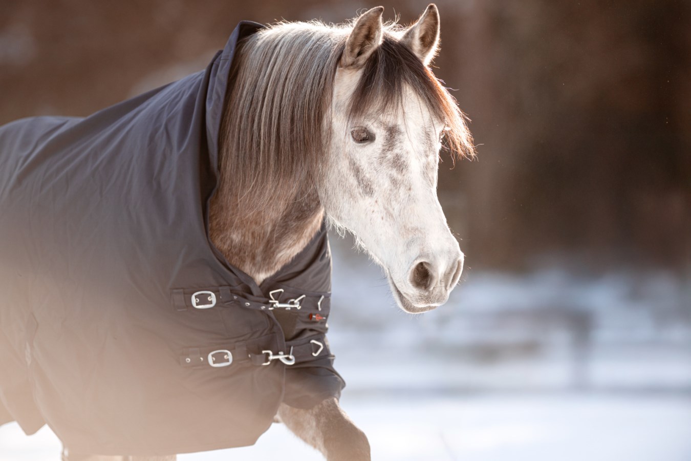 Outdoor Horse Blanket RugB  - Albert Kerbl GmbH