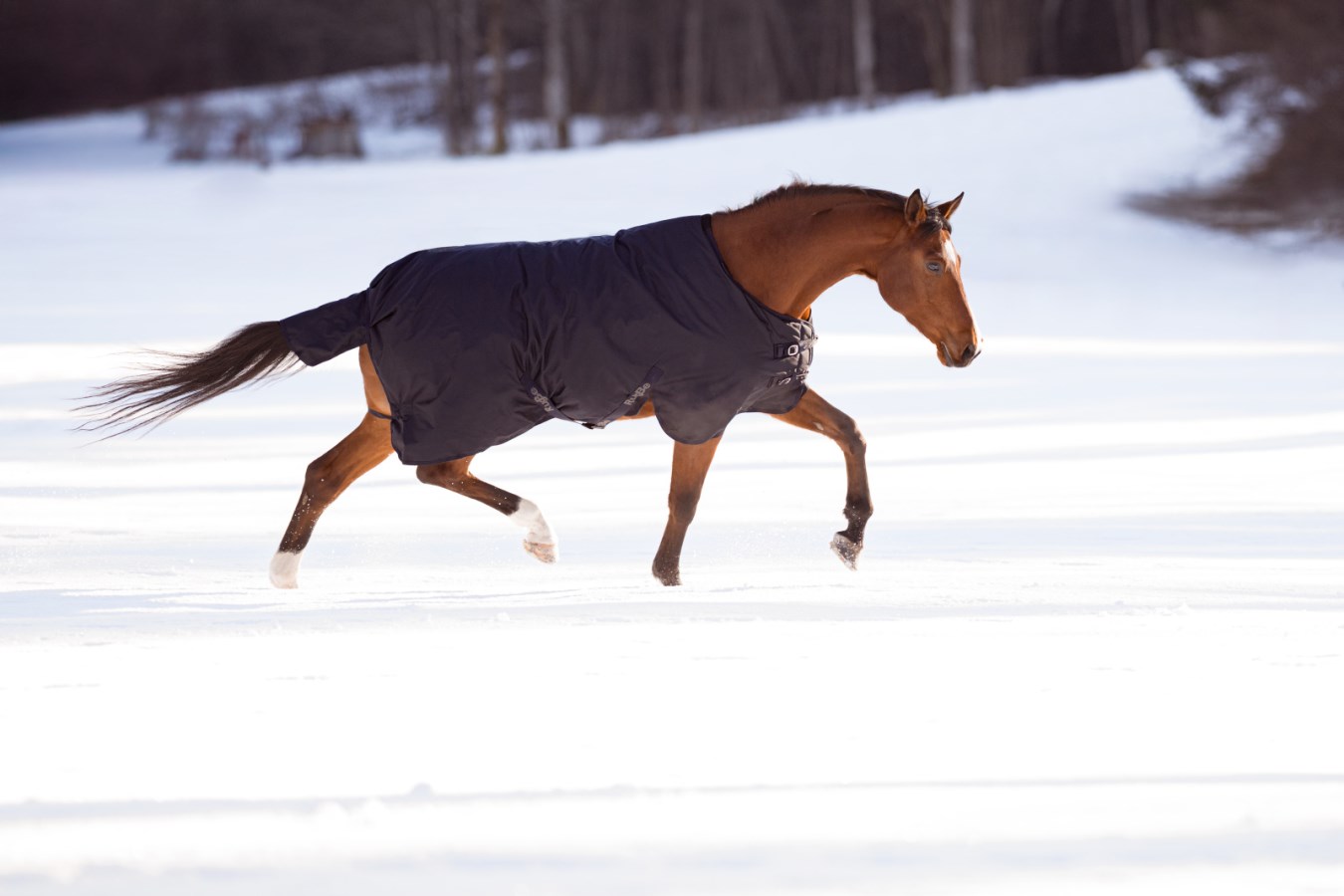 Outdoor Horse Blanket RugB  - Albert Kerbl GmbH