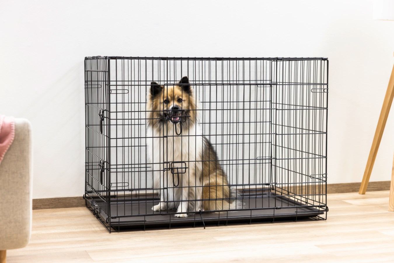 Dog Cage,Pet,Dog Supplies,  - Albert Kerbl GmbH