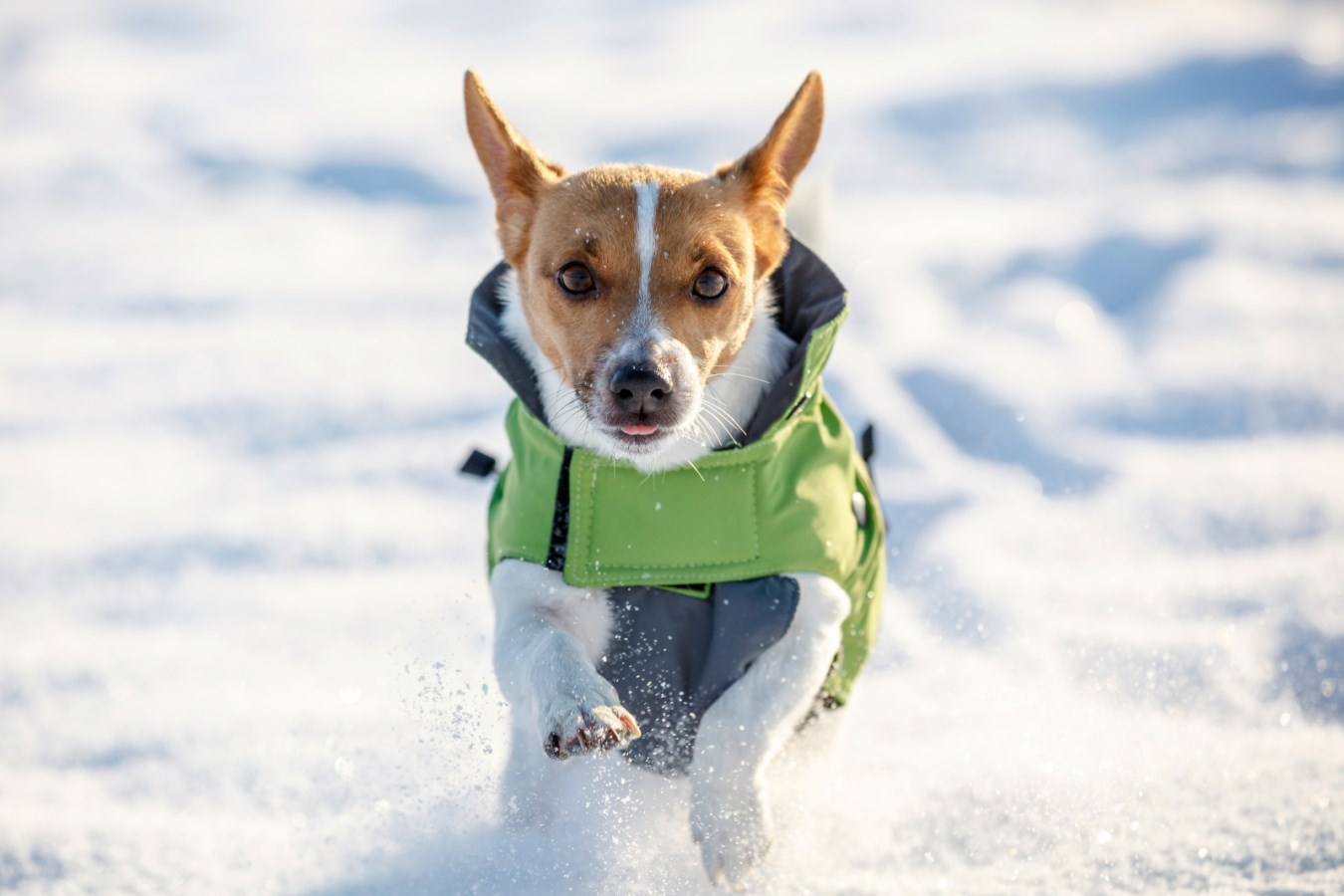 Dog Coat Vancouver,Pet,Dog  - Albert Kerbl GmbH