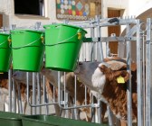 CalfHouse Premium XXL