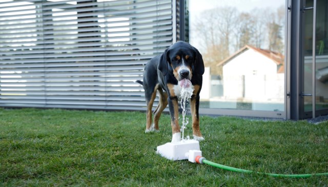 Dog hose water fountain shop