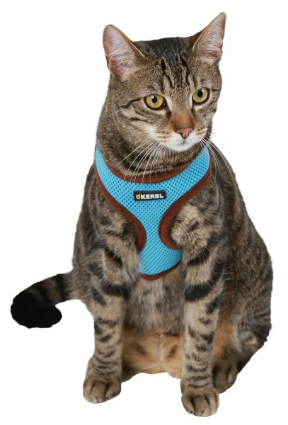 simply cat collar