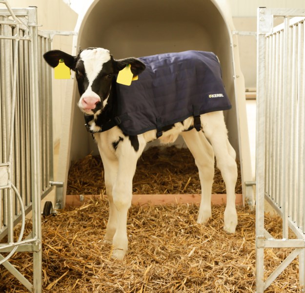 Calf blanket EasyWear,Agri Albert Kerbl GmbH
