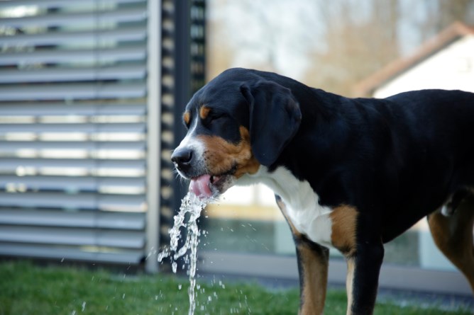Water fountain shop for blind dogs