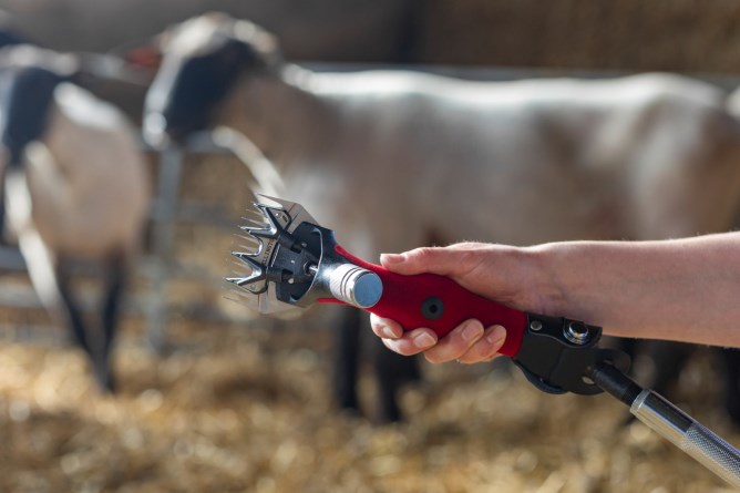 Wellington Sheep Shearing ... - Albert Kerbl GmbH