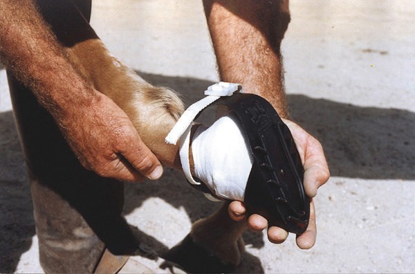 Shoof hoof boots sales