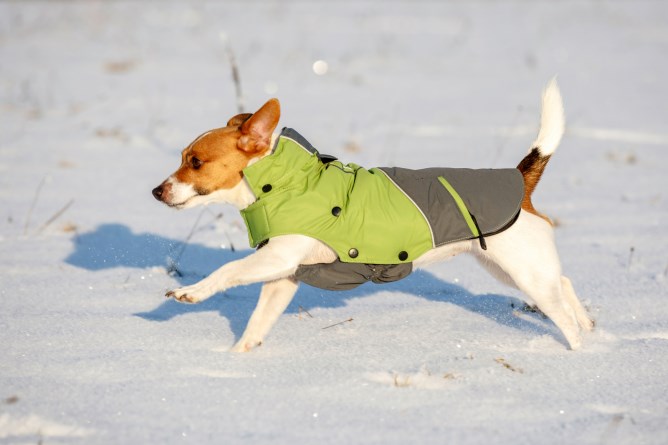 outdoor dog coat