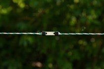 Connecteur pour fil Litzclip®
