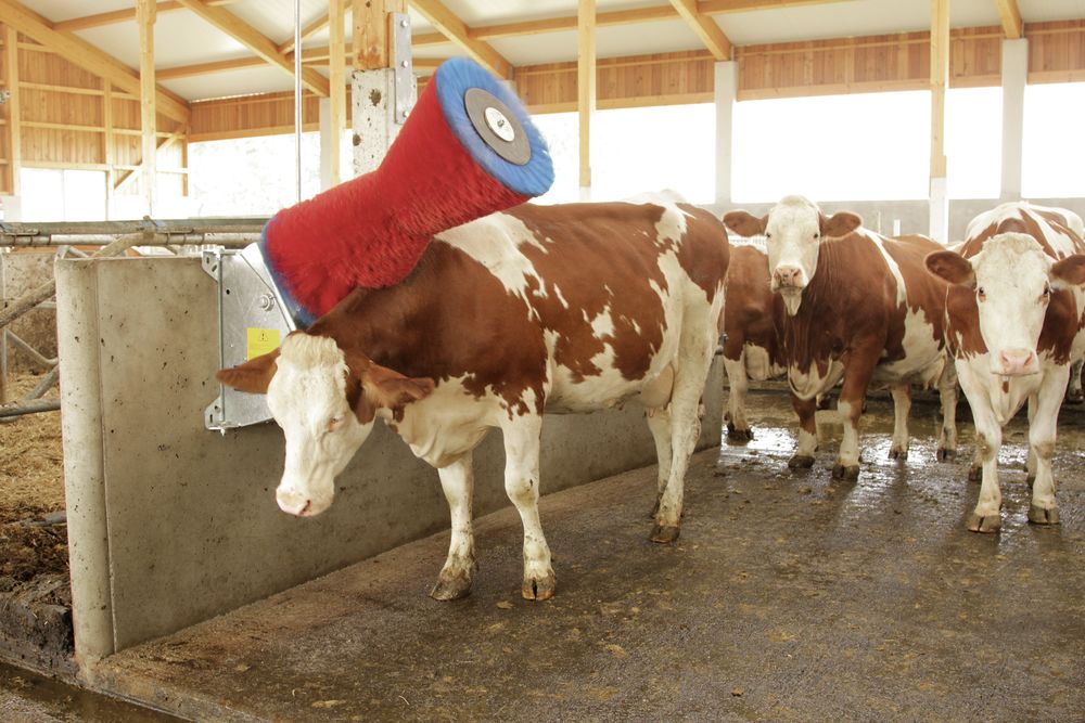 cow cleaning machine happycow