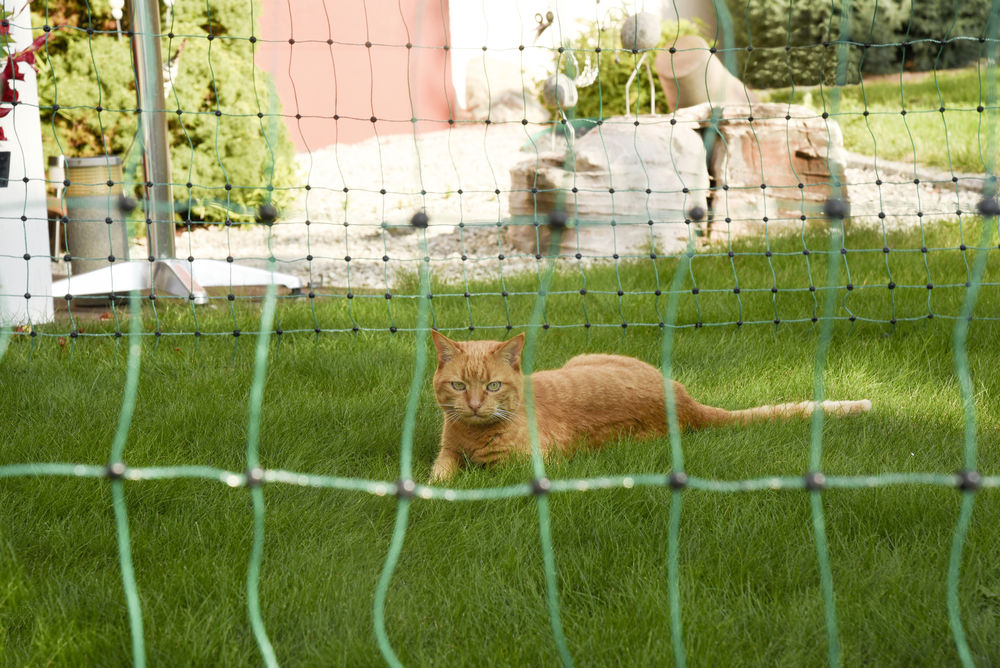 Cat Netting Cat Supply Transportation Balcony And Garden Cat Albert Kerbl Gmbh Cat Netting Cat Supply Transportation Balcony And Garden Cat Albert Kerbl Gmbh