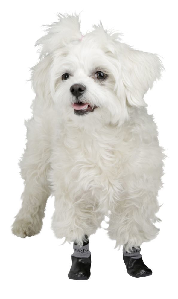 Dog Socks Susi Dog Supplies Clothing Dog Socks Susi Pet Albert Kerbl Gmbh