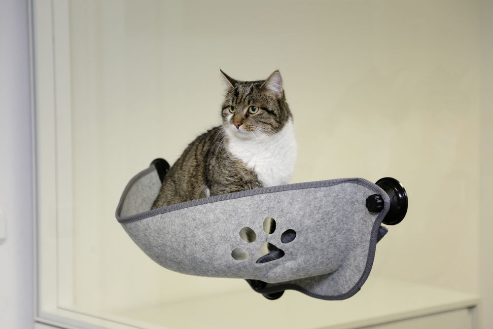Hamac Pour Fenetre Pour Chat Filzino Nouveaux Produits Hamac P Albert Kerbl Gmbh Hamac Pour Fenetre Pour Chat Filzino Nouveaux Produits Hamac P Albert Kerbl Gmbh