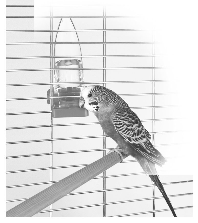 Waterer And Feeder Bird Supply Feeder Waterer Bird Bath Bird F