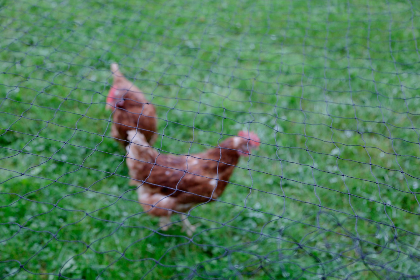 9 kg di cambrette, passanti per fili, rete di protezione da animali