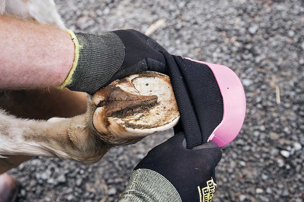 Kerbl Gratta Zoccoli Con Testa Di Cavallo – Colore Lilla, Con Spazzola Per La Pulizia - 5