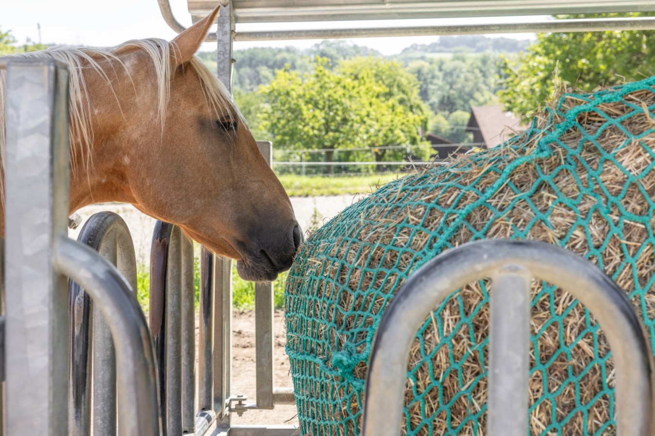 Reti Da Fieno Su Misura Per Cavalli E Bestiame - Foto 6